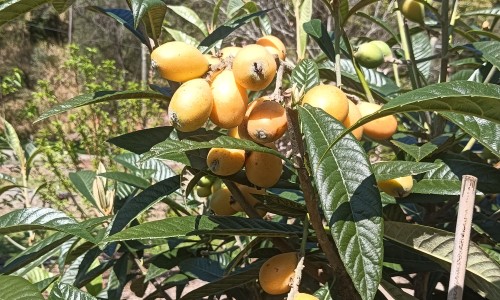 治疗病毒疣的软膏、治疗病毒疣的外用药膏有哪些 -治疗病毒疣的外用药膏网