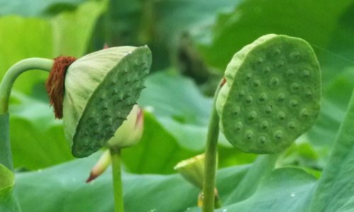 治疗病毒疣的软膏、治疗病毒疣的外用药膏有哪些 -治疗病毒疣的外用药膏网